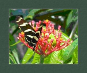 WELLBUTRIN SEIZURE CONSIDER image healthtips images